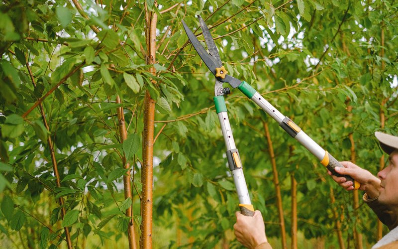 Tree trimming in Detroit, OR